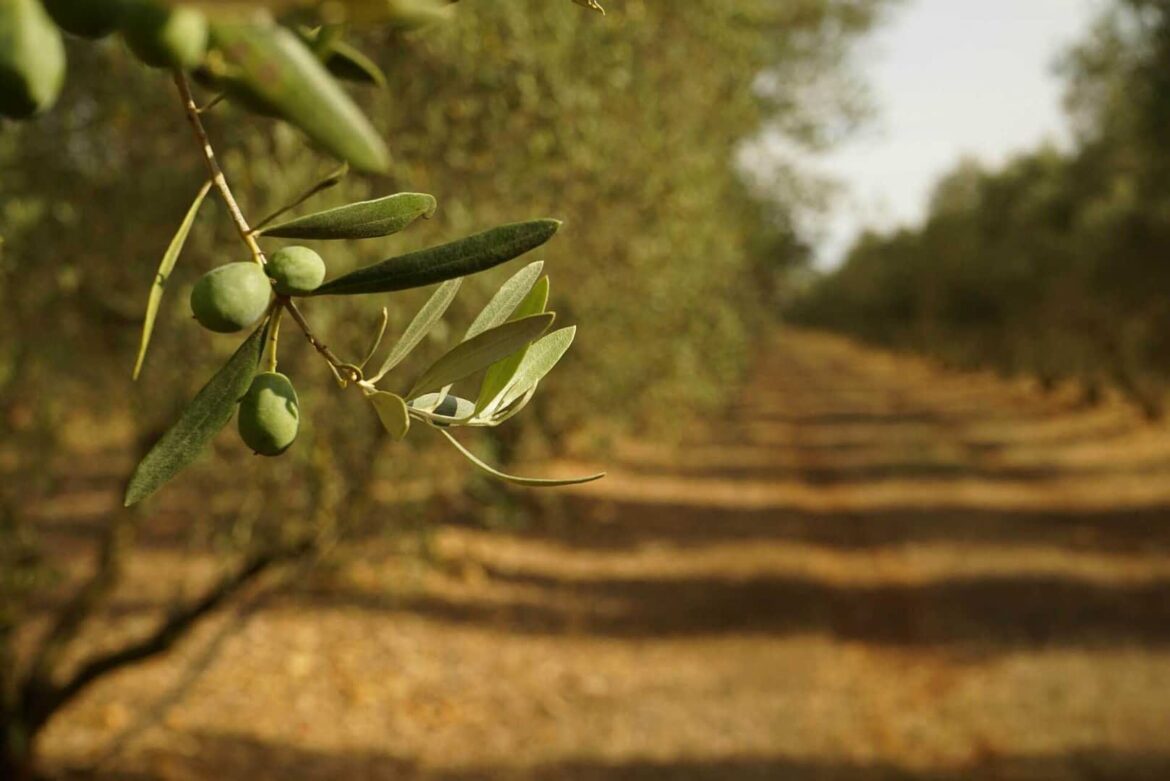 The Give and Take of French Cultivars