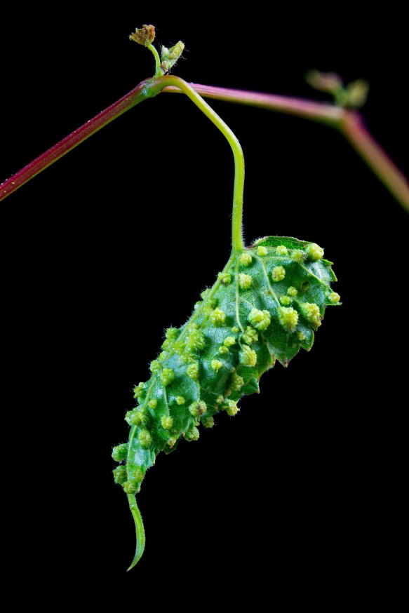 A vine leaf covered with tiny phylloxera bugs.