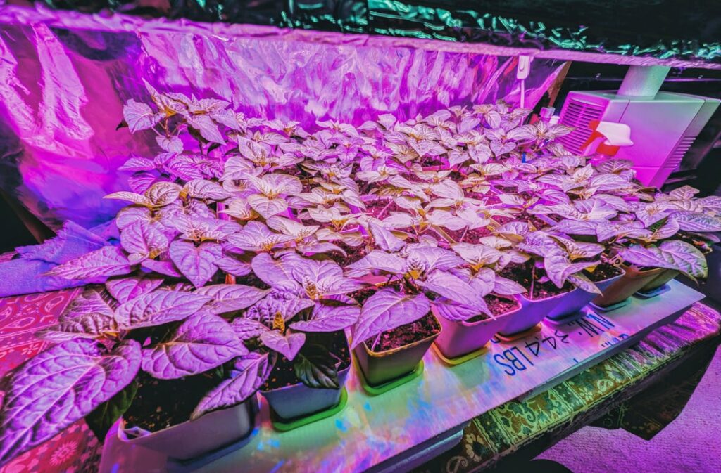 Two months to go until our roots are in the ground