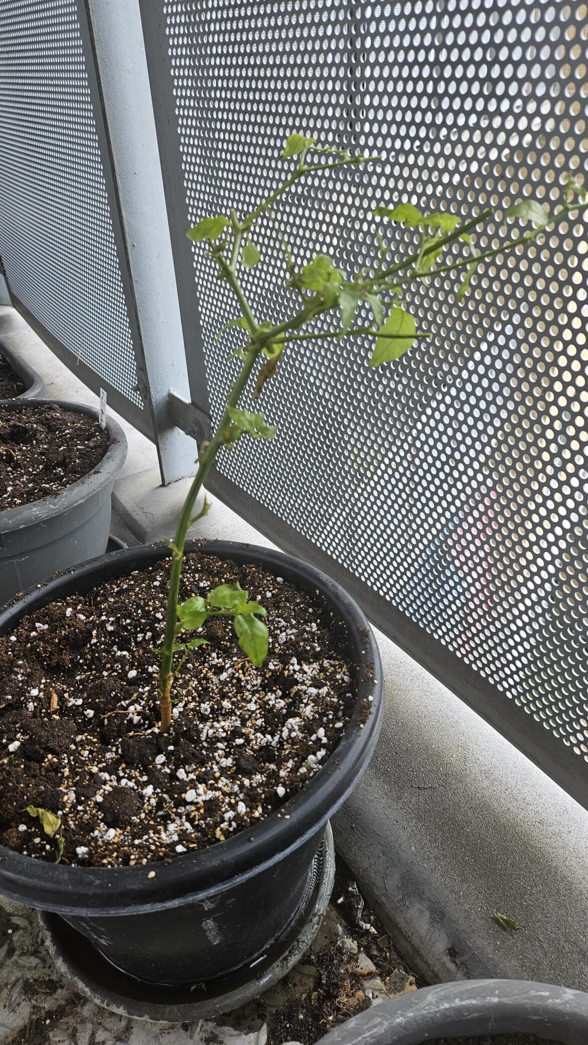 Worth saving? Worth saving?