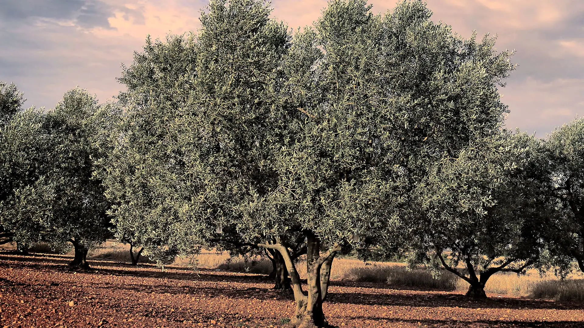 briefs-production-business-europe-production-rebound-still-expected-in-france-after-mixed-harvest-olive-oil-times