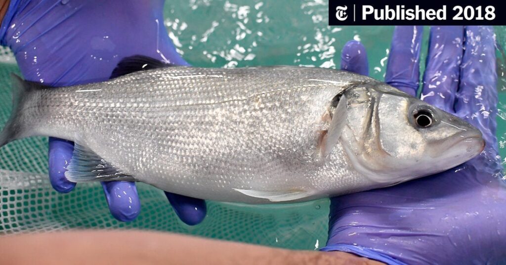 Branzino, a Mediterranean Fish, Is Being Farmed in Connecticut Branzino, a Mediterranean Fish, Is Being Farmed in Connecticut