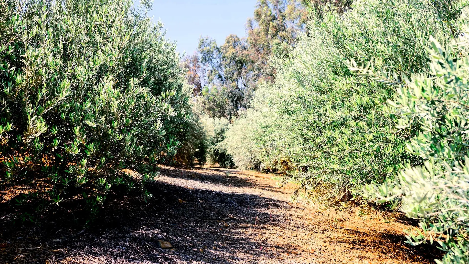 profiles-the-best-olive-oils-production-north-america-how-resilience-and-passion-drive-a-boutique-california-producer-olive-oil-times