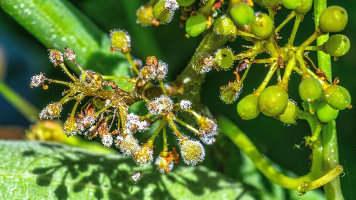 French urged to swallow pride over US vines after disastrous harvest