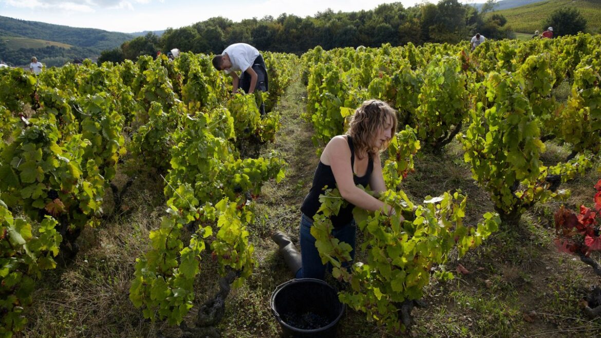 French wine production down by a fifth after September washout