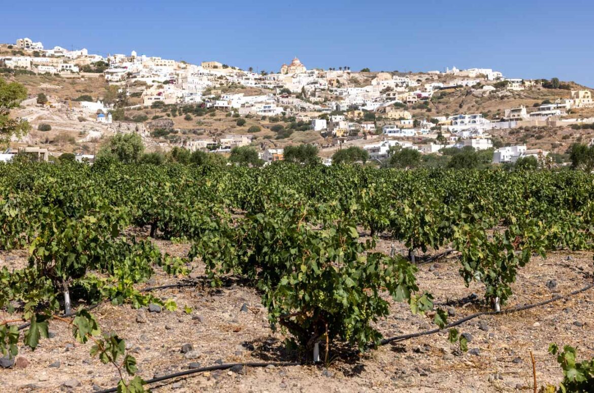 Greek white wines to drink this summer