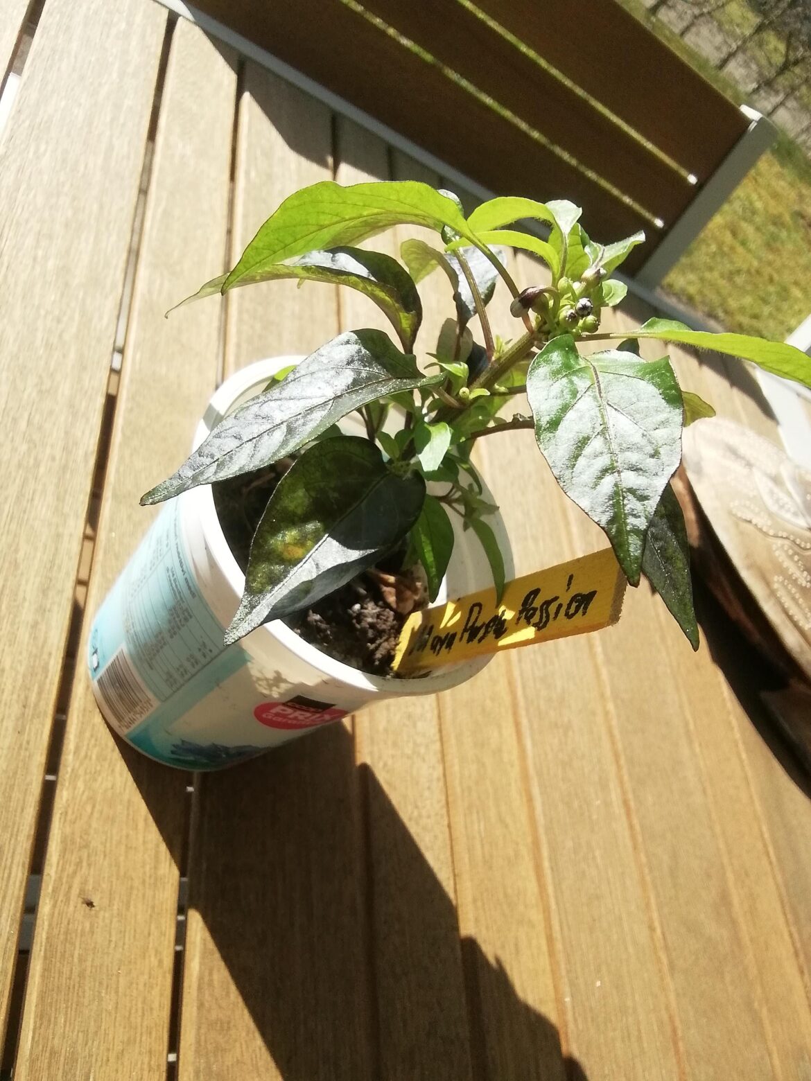 Dude CHILL! It's not even spring!