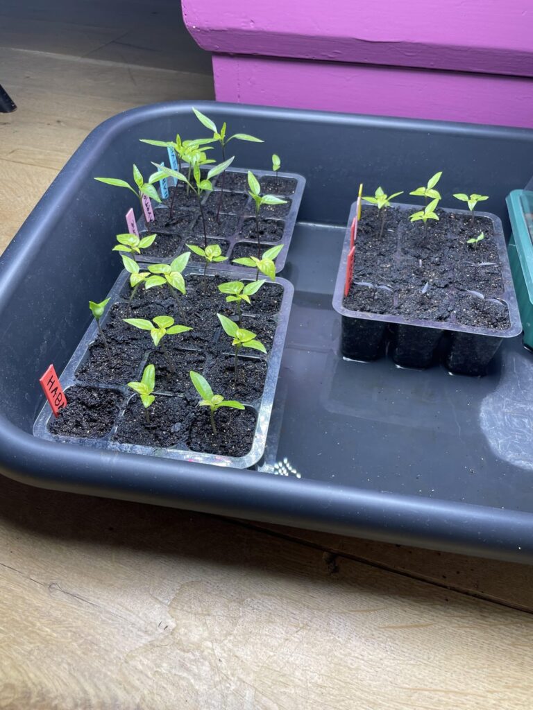 Upgrade to the home of my plants