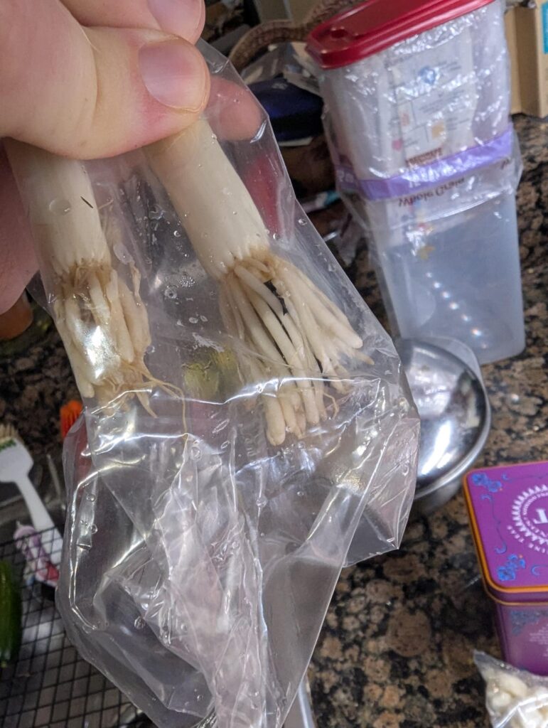 WTF is in my scallion roots?