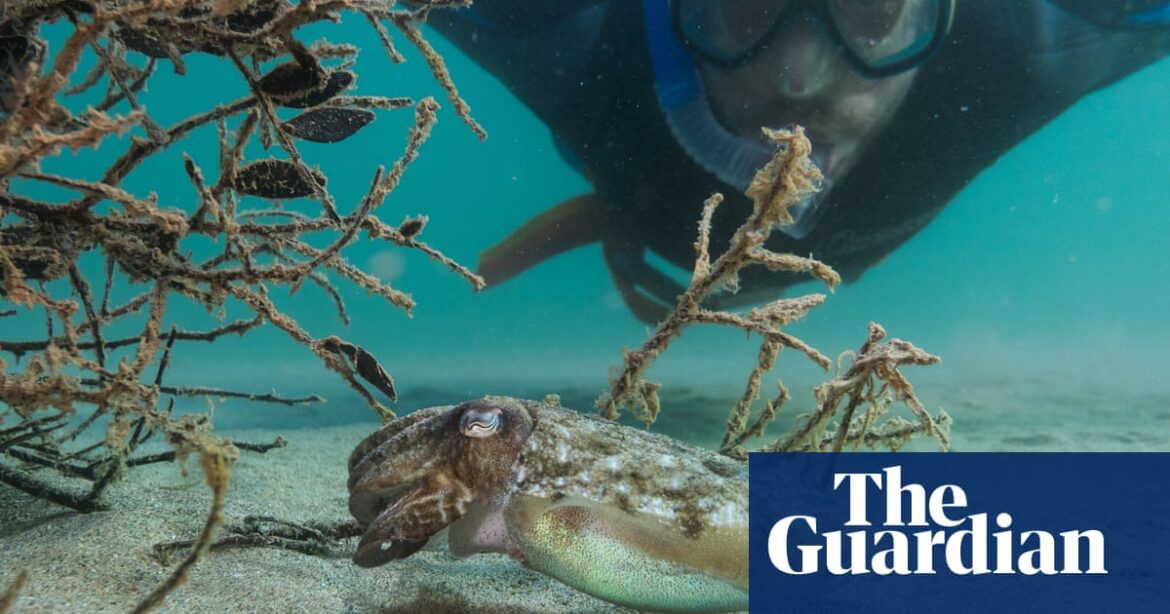 ‘We look to the past to move forward’: the ancient method boosting cuttlefish numbers in the Mediterranean | Global development ‘We look to the past to move forward’: the ancient method boosting cuttlefish numbers in the Mediterranean | Global development
