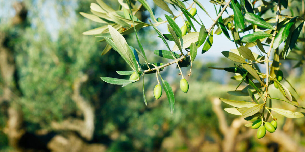 French olives: Quality over quantity