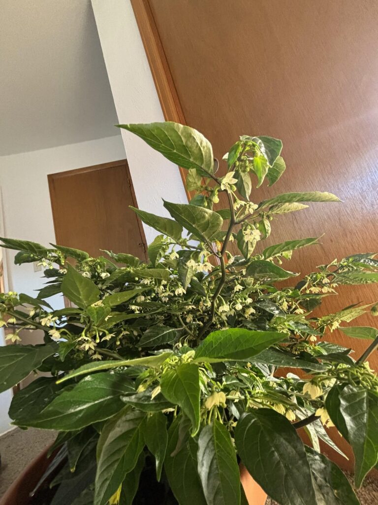 Indoor habanero flowering profusely but no peppers