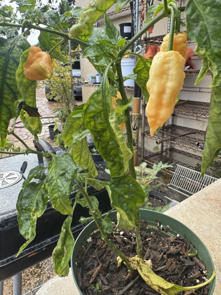 My peppers..  some very very hot and others not so hot.