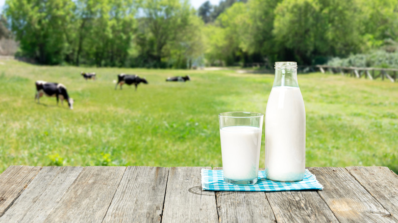 Glass and bottle of milk, sitting in front of a field of grazing cows