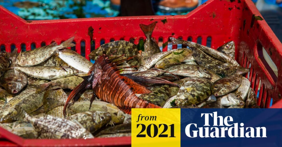 Invasive fish push westward as the Mediterranean Sea slowly becomes tropical | Marine life Invasive fish push westward as the Mediterranean Sea slowly becomes tropical | Marine life