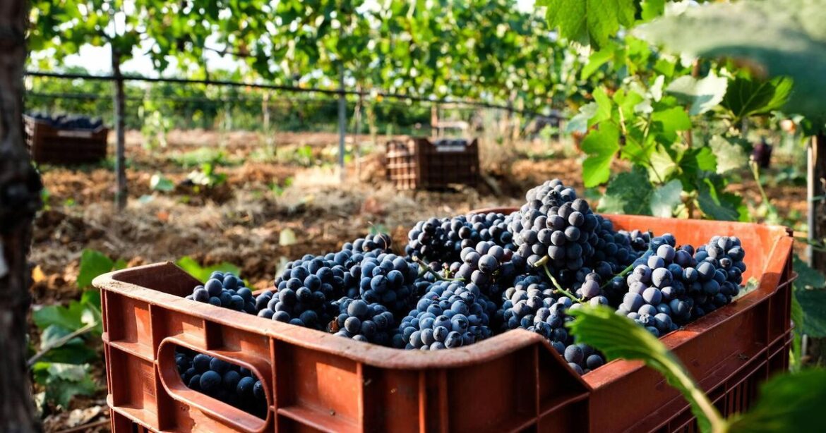 Will climate change turn up the heat on Greek vineyards?