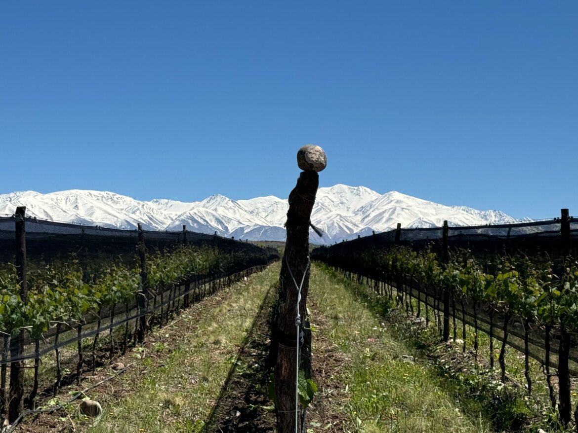 The Buyer | Argentina Report 3: Growth through sustainability & managing water Argentina Report 3: Growth through sustainability & managing water