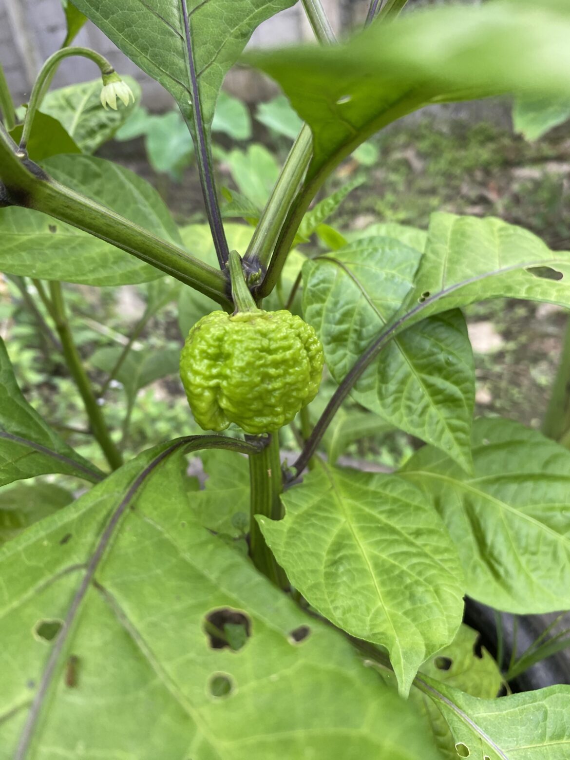First fruit of my 5 month old carolina reaper