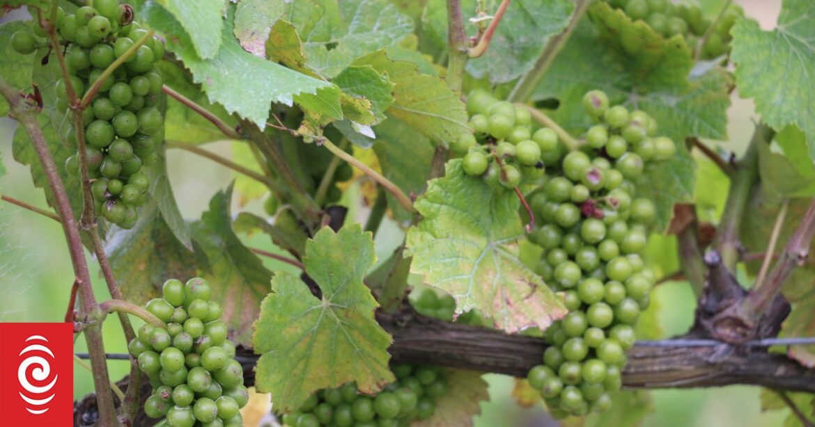 New Zealand wine sales in US increase, for 16th year in a row New Zealand wine sales in US increase, for 16th year in a row