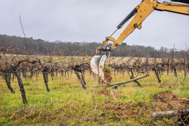 Vine harvesting on a farm near Sauveterre-de-Guyenne, France, on January 28, 2025.