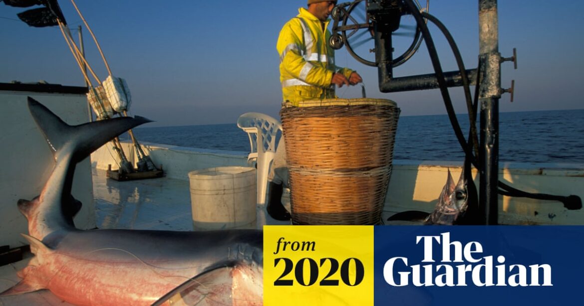 Seafood fraud: why your Mediterranean swordfish might actually be shark | Europe Seafood fraud: why your Mediterranean swordfish might actually be shark | Europe