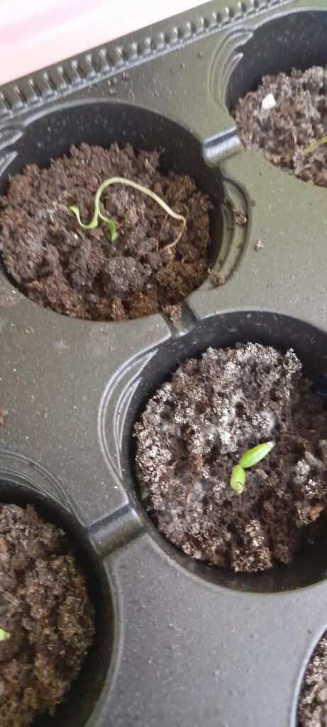 My peppers are not growing and they are dying