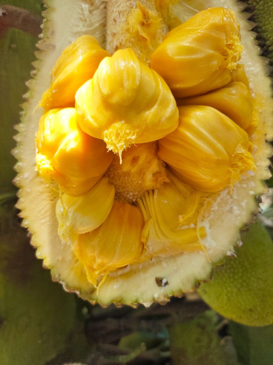  Jackfruit (739 mg per cup, raw)