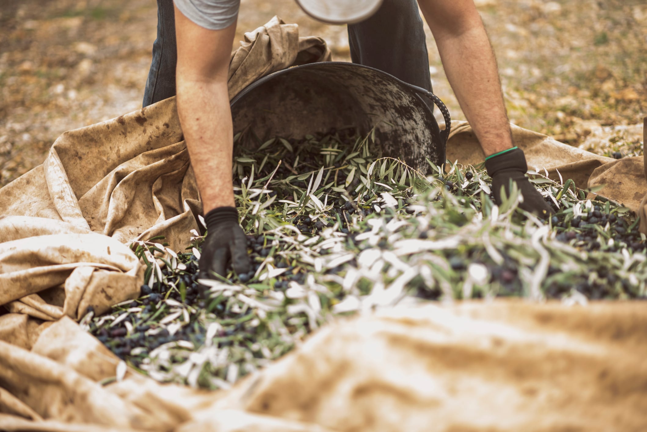 Real images of work day of men collecting black olives for produce olive oil