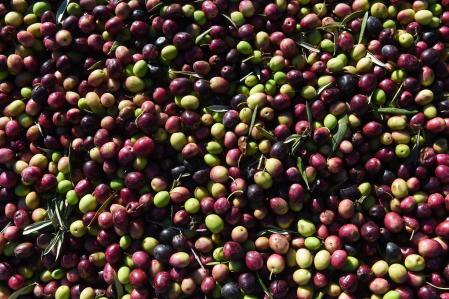 Detalle de las olivas al llegar a la “Almazara Tradicional”, en Gata (Cáceres), a 24 de noviembre de 2023, en Cáceres, Extremadura (España). Las previsiones de producción de aceite de oliva en España se sitúan en 765.300 toneladas para la campaña 2023/24, un 15 % más que la anterior y un 34 % por debajo de la media de las últimas cuatro