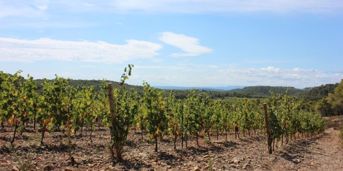 Understanding the Rising Alcohol Content in French Wines