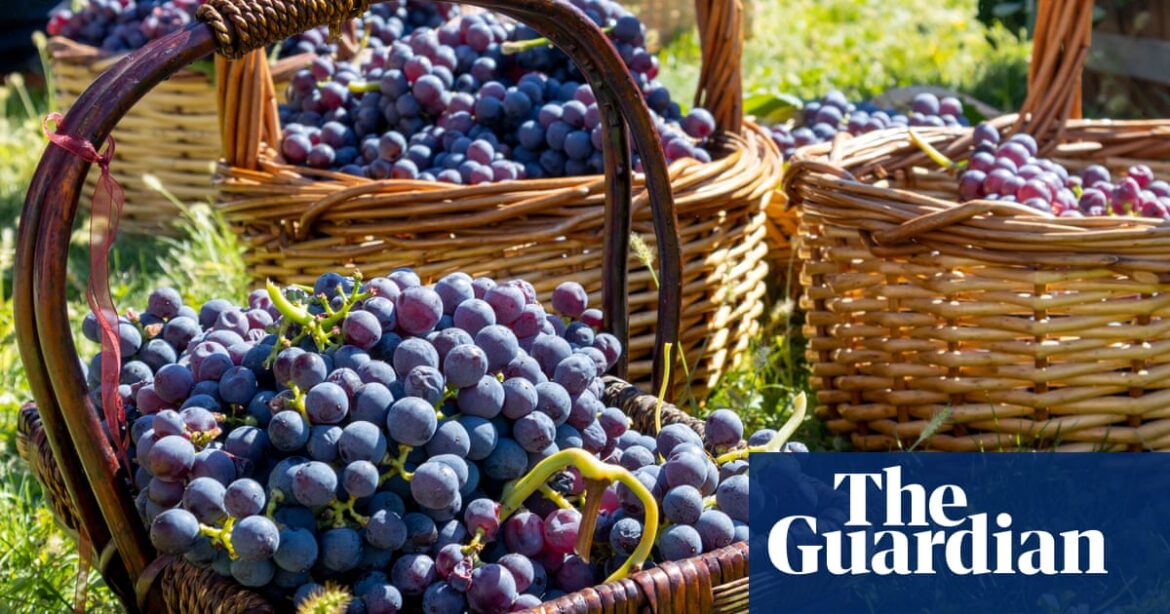 Xinomavro: the incredible Greek grape with the X-factor | Food