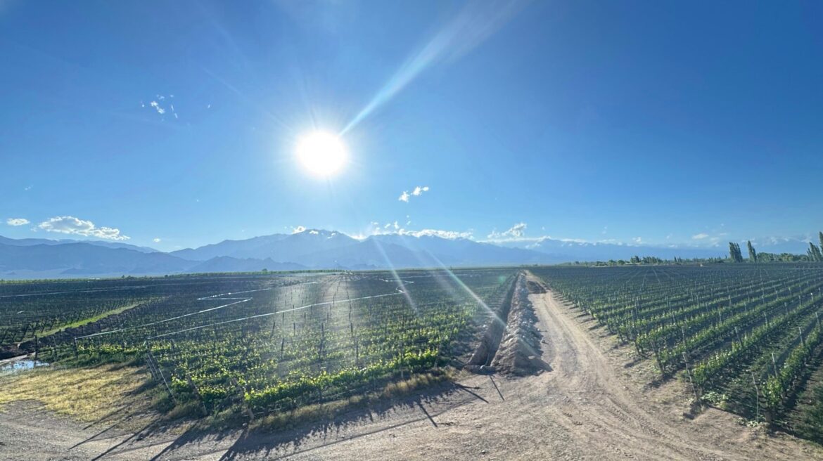 The Buyer | Argentina Report 4: How Argentina is making world class white wines Argentina Report 4: How Argentina is making world class white wines
