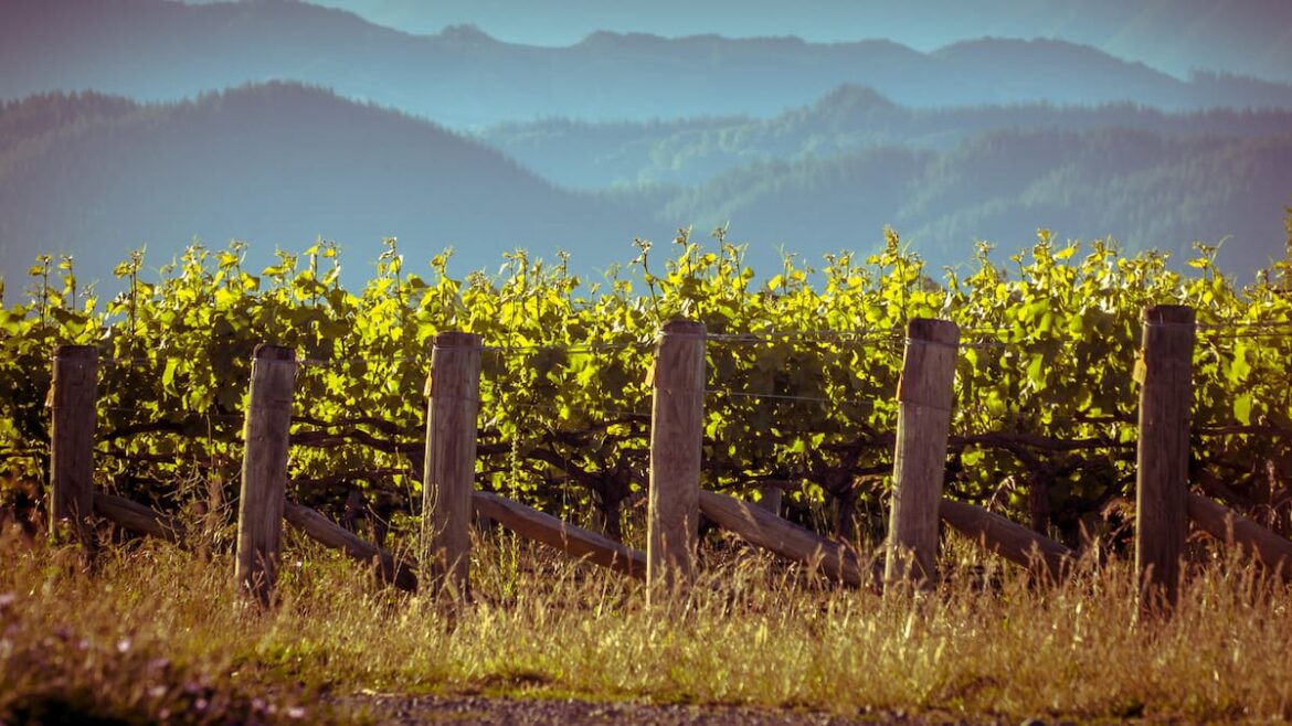 Marlborough wine growers leave grapes unpicked amid declining demand