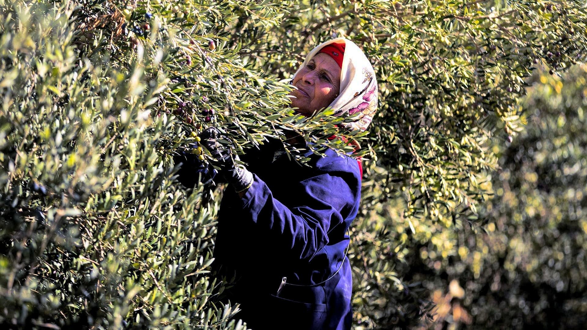 profiles-the-best-olive-oils-production-africa-middle-east-acclaimed-producer-prepares-for-fruitful-harvest-in-tunisia-olive-oil-times