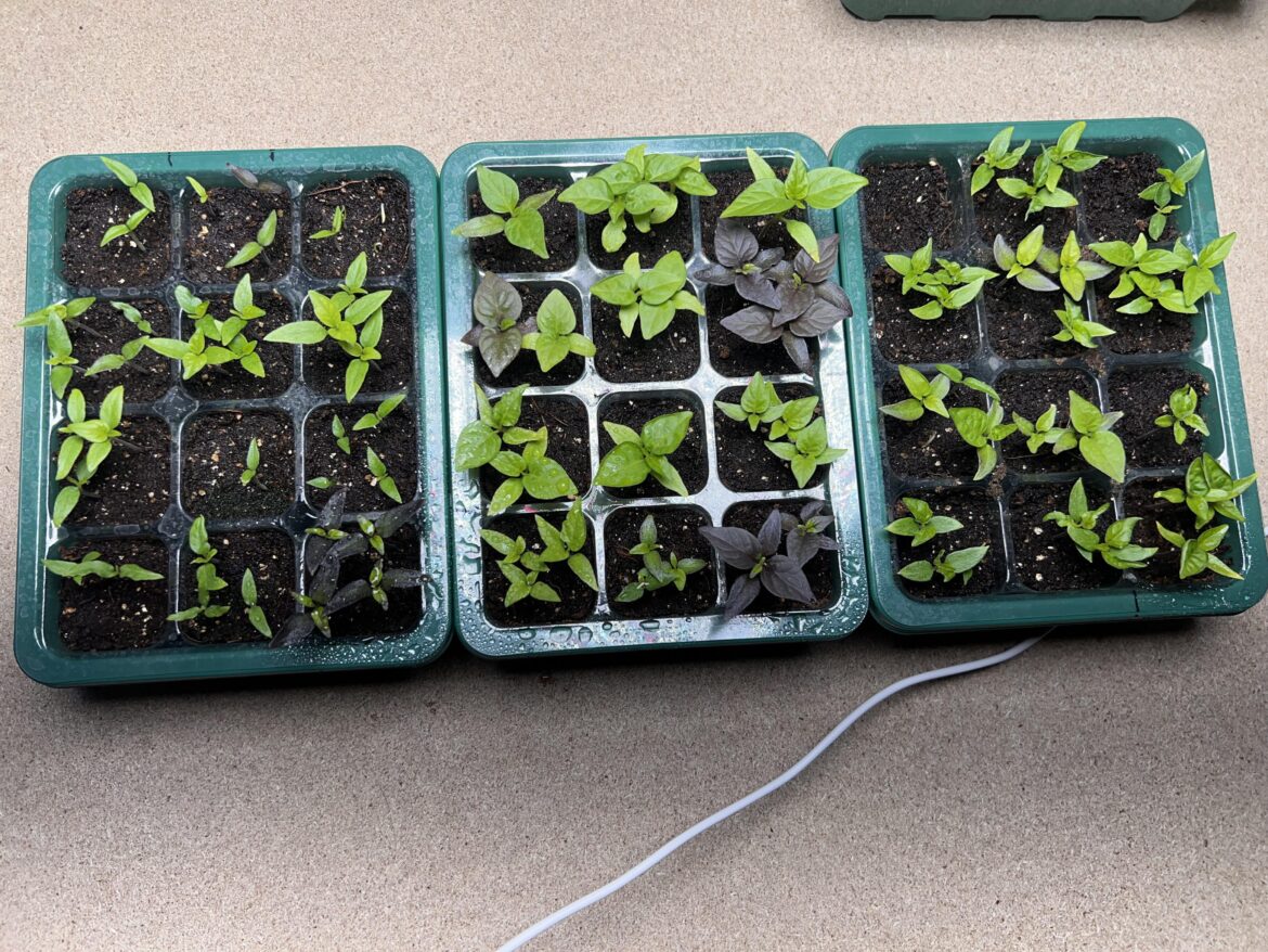 First time growing from seed First time growing from seed