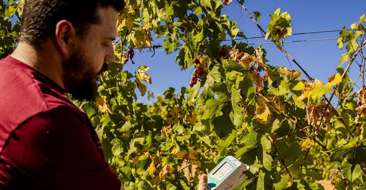 Telkom, partners introduce smart agritech, transforming SA wine