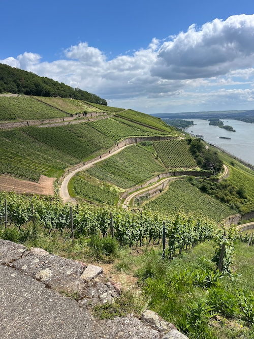 German vineyards