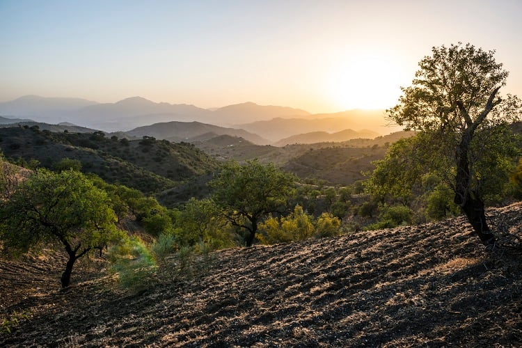 Olive-grove-GettyImages-Joel-Carillet.jpg