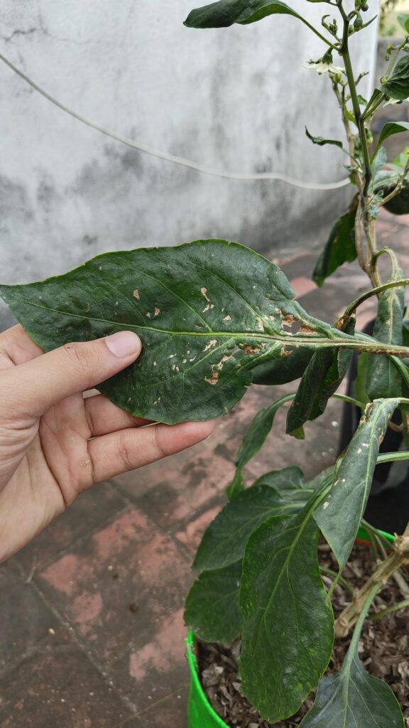 Jalapeno problem id Jalapeno problem id