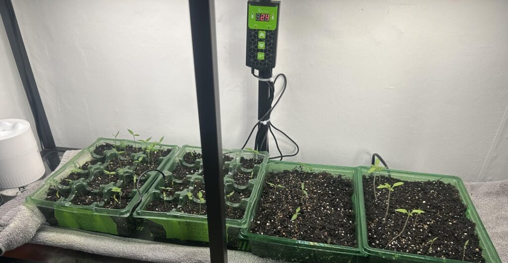 First Timer First Timer