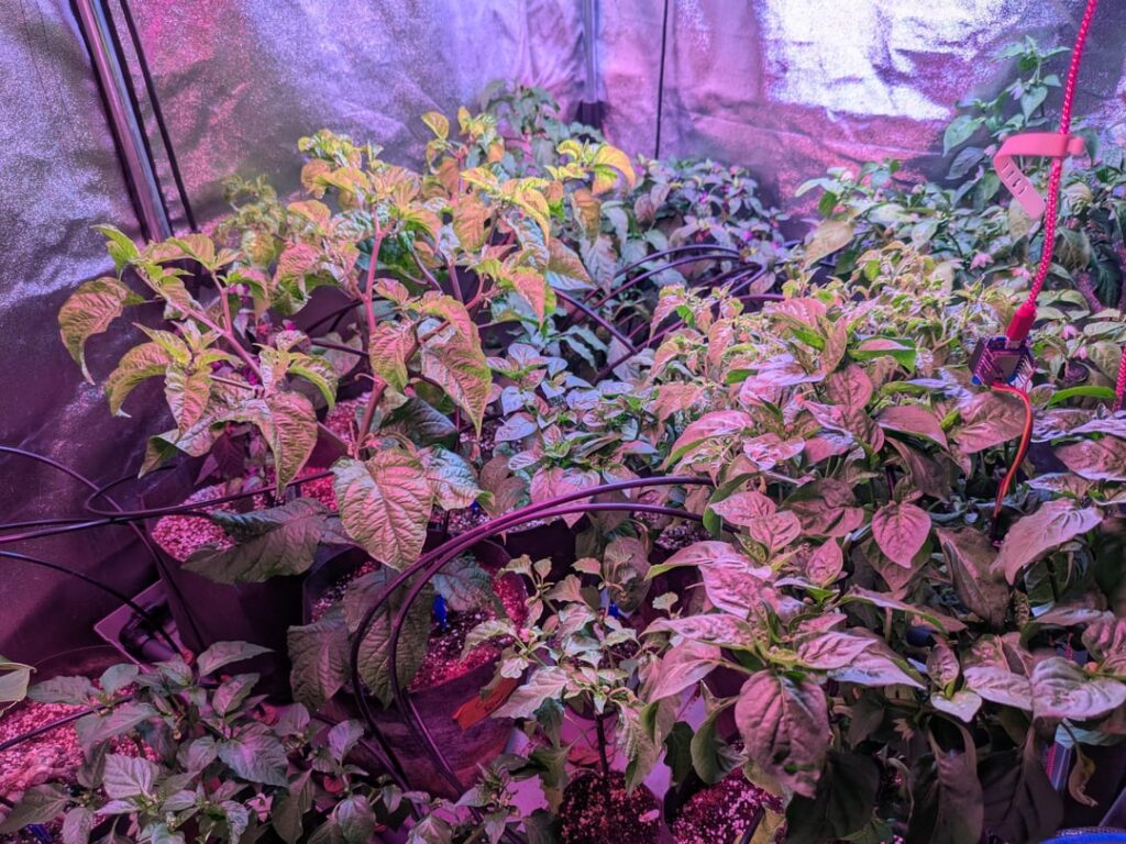 Things are heating up. Pepper season is neigh!