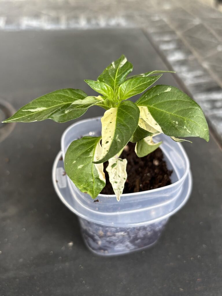 Cookies n Cream Jalapeño