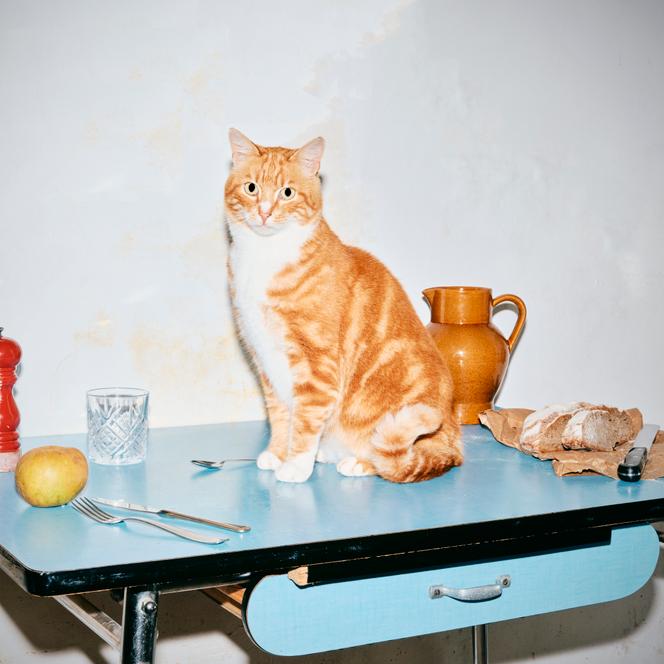 Guru the cat, on a dining table, staged in Vernou-la-Celle-sur-Seine (Seine-et-Marne), September 23, 2024.