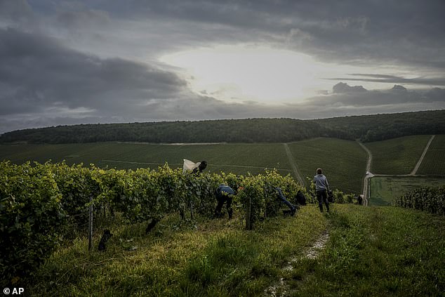 Grape-pickers harvesting Chardonnay grapes at Domaine Lavantureux in Chablis, Burgundy