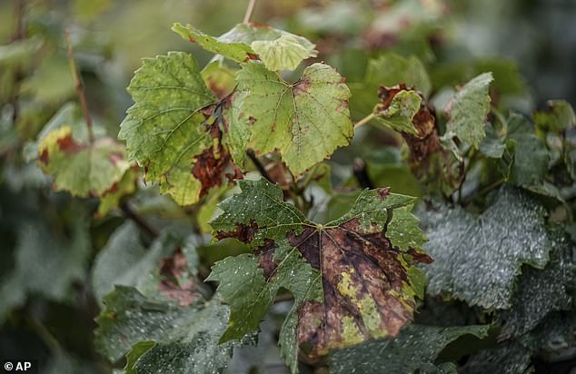 Leaves of Chardonnay grapes hit by fungal disease, which is causing major crop losses and can affect wine quality once entrenched