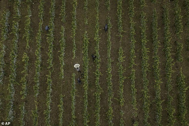 Located in the northern part of the Bourgogne region, the vineyards of Chablis have traditionally benefited from a favourable climate, but climate change is affecting those ideal conditions
