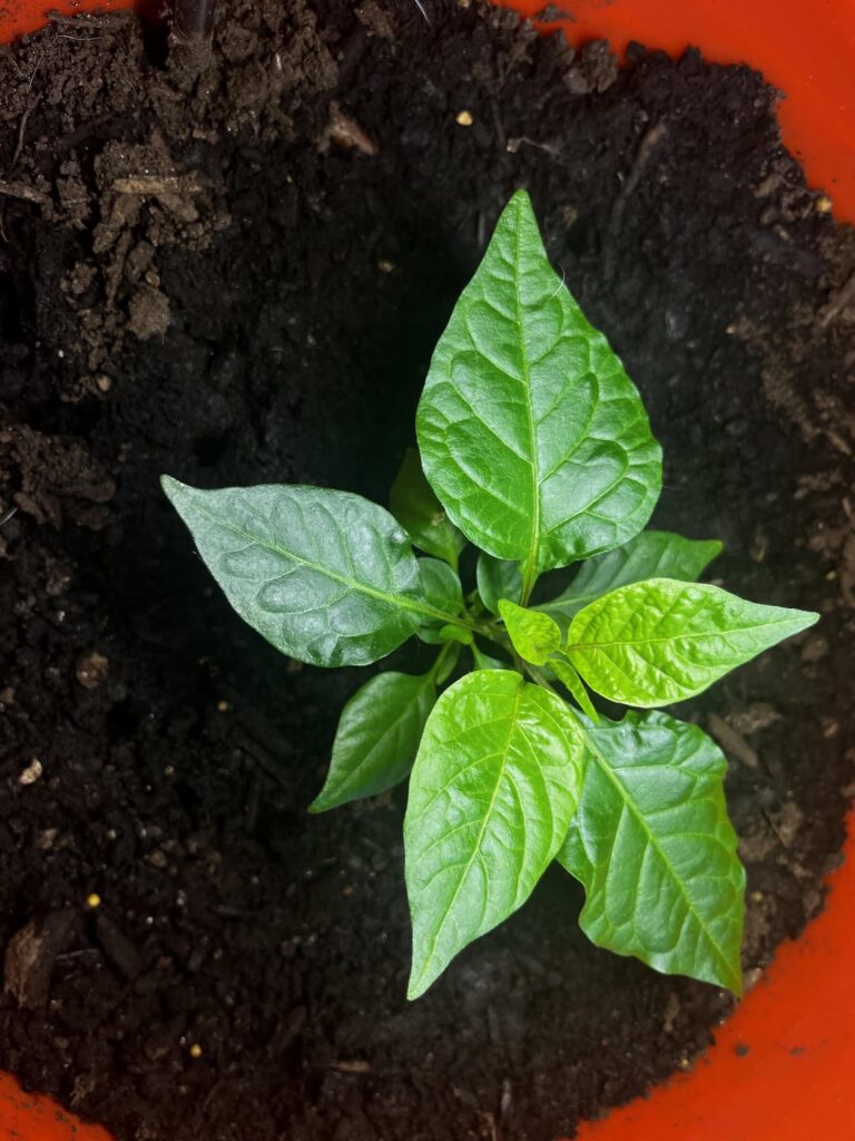 First time hot pepper grower, how am i doing? First time hot pepper grower, how am i doing?