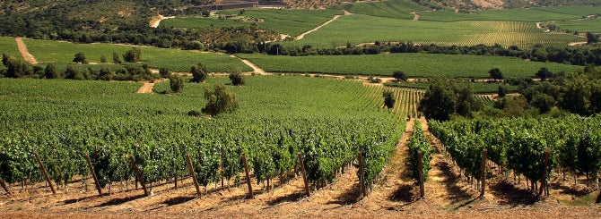 Vineyards in the Maule Valley of Chile.