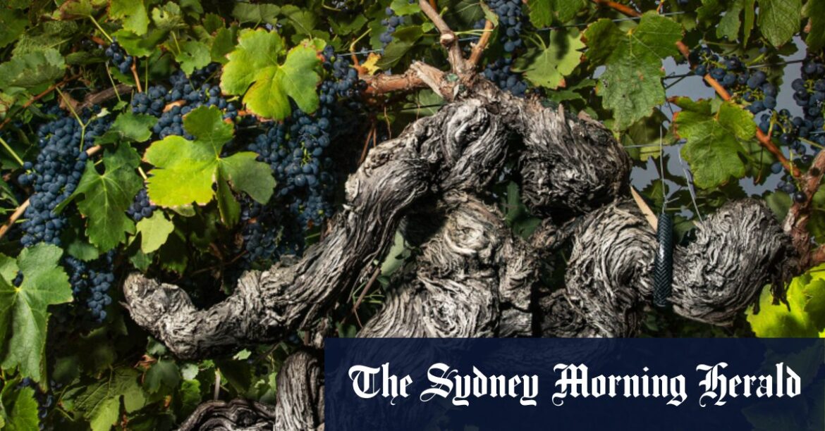 Our ancient grapevines are older than most of France’s, says historian Andrew Caillard Our ancient grapevines are older than most of France’s, says historian Andrew Caillard