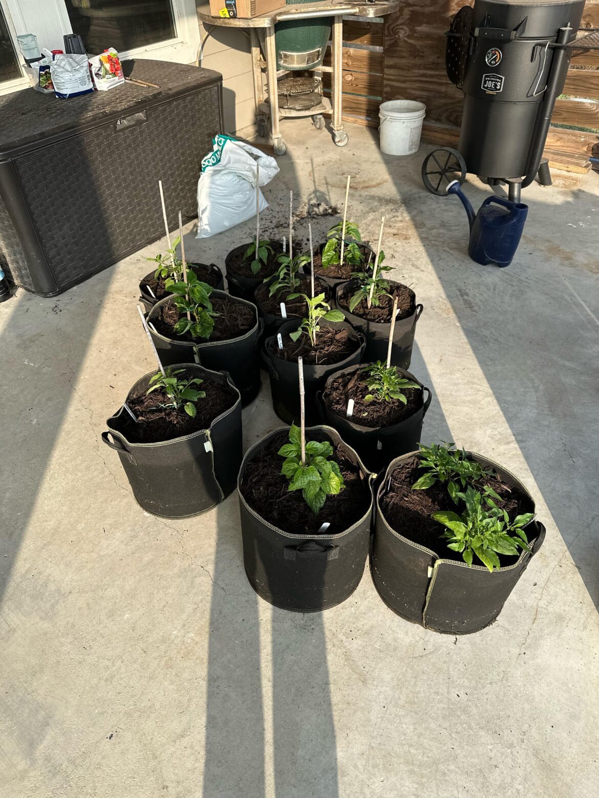 Plant Out Day! Plant Out Day!